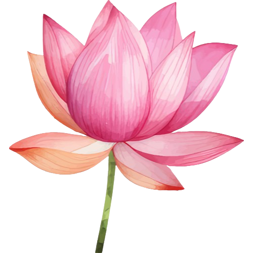 Illustration fleur lotus