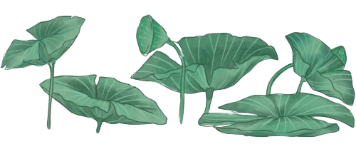 Illustration feuilles lotus