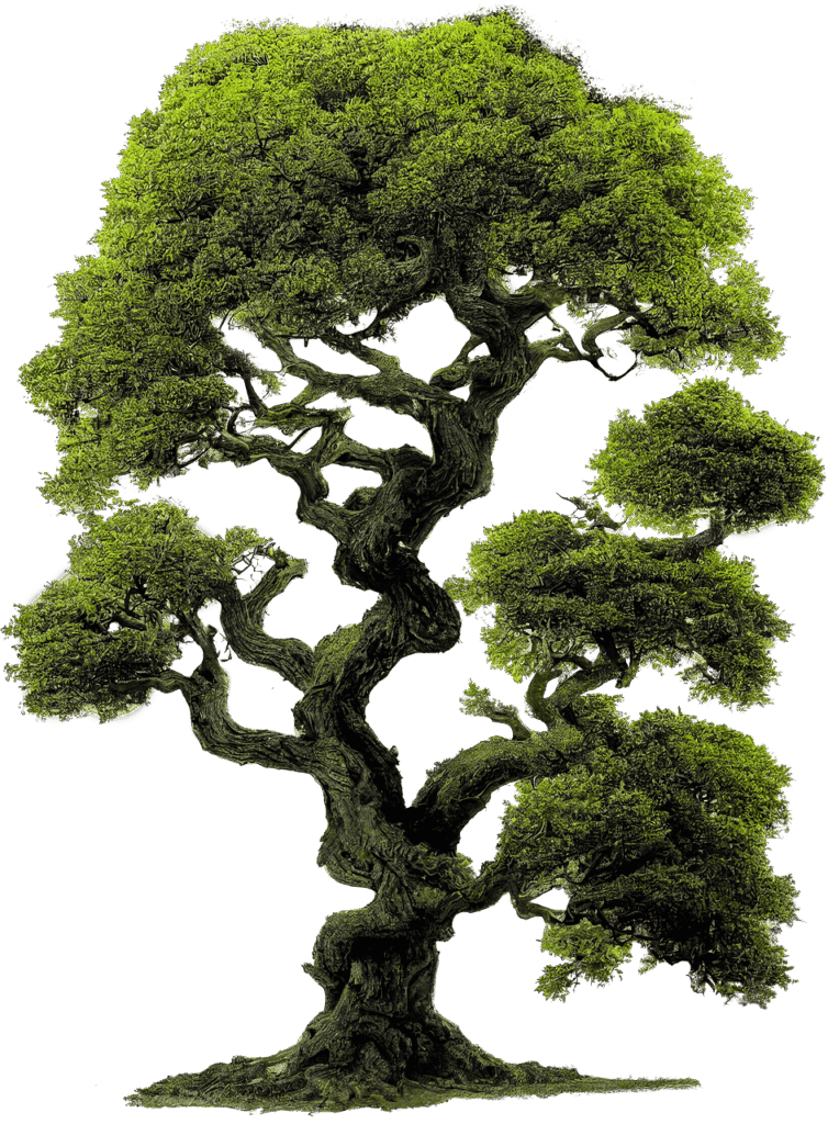 Illustration vieil arbre