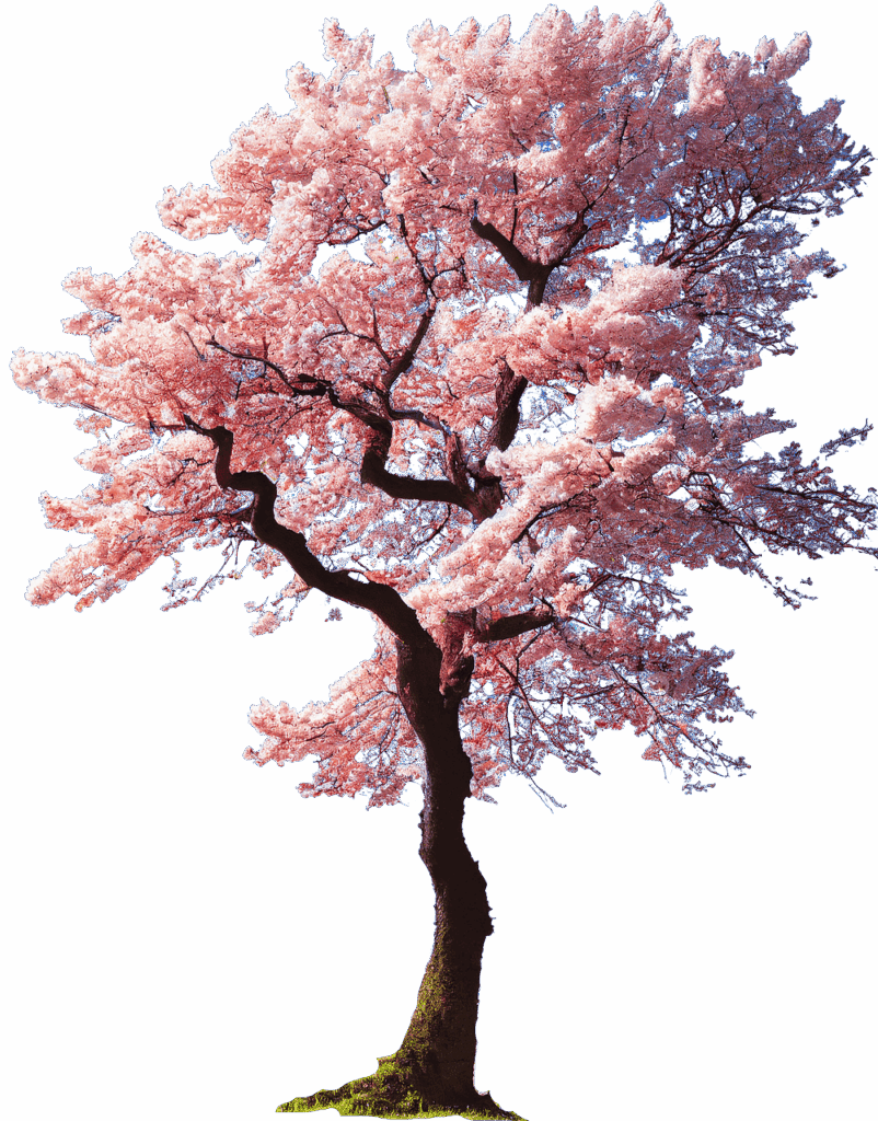 Illustration cerisier en fleurs