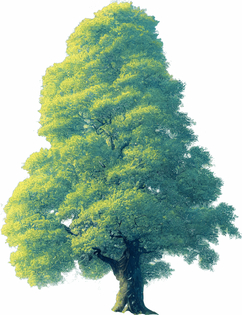 illustration arbre chêne