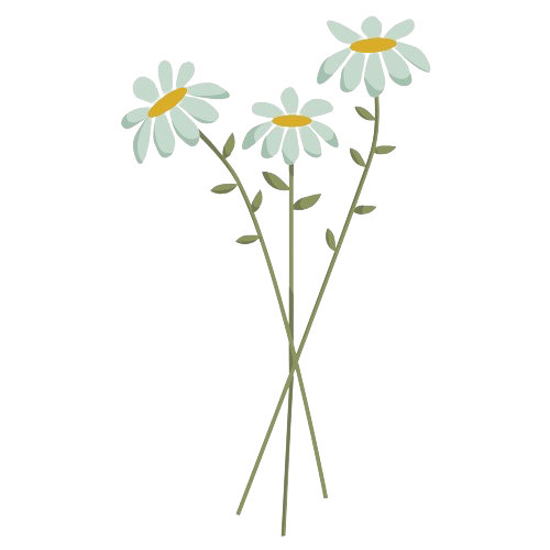 illustration marguerites